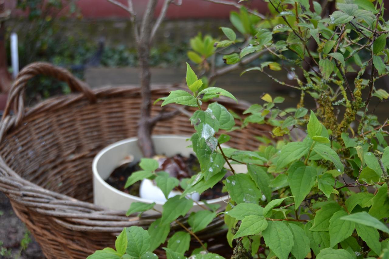 فندق Ecquedecquesفي  Le Jardin D Helant المظهر الخارجي الصورة